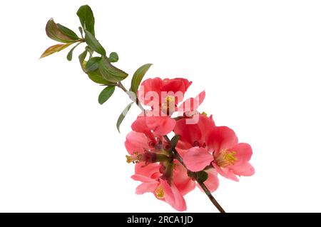 Quittenblüte isoliert auf weißem Hintergrund Stockfoto