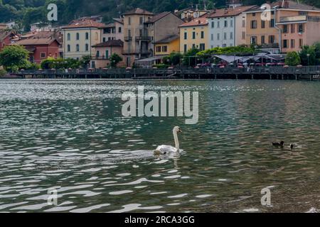 Ein weißer Schwan am Luganer See, mit Porto Ceresio im Hintergrund, Italien Stockfoto