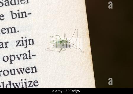 Schwarzkappencapsid (Blepharidopterus angulatus). Stamm Orthotylini. Unterfamilie Orthotylinen. Familienpflanzenkäfer (Miridae). Auf einer Seite eines niederländischen Buches. Stockfoto