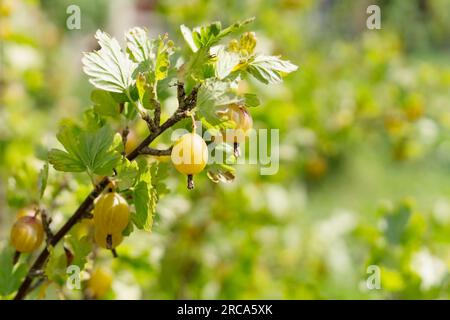 Reife, saftige, süße Stachelbeeren auf einem Zweig mit grünen Blättern. Gartenarbeit, Landwirtschaft. Bio-Beeren, reich an Vitaminen und Mineralien. Speicherplatz kopieren. Stockfoto