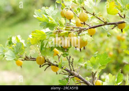 Zweig mit reifen, süßen Stachelbeeren. Gelbe Beeren im Busch im Garten. Heimgärtnern. Nahrungsangebot in Vitaminen für ein gesundes Leben. Stockfoto