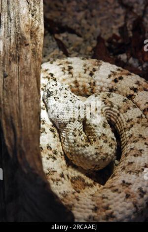 die südwestliche gefleckte Klapperschlange, crotalus mitchelli pyrrus, ist eine giftige Grubenotter, die im Südwesten der Vereinigten Staaten und im Norden endemisch ist Stockfoto