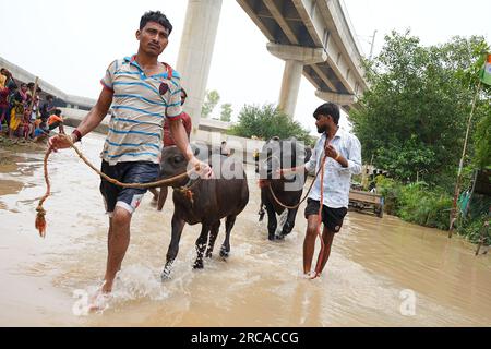 Neu-Delhi, Indien. 12. Juli 2023. Die Einheimischen retten Büffel, die im Schuppen feststecken, nachdem der Yamuna-Fluss aufgrund von heftigen Monsunregen überflutet wurde. (Foto: Shivam Khanna/Pacific Press) Kredit: Pacific Press Media Production Corp./Alamy Live News Stockfoto