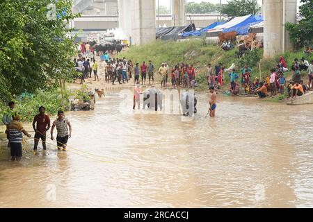 Neu-Delhi, Indien. 12. Juli 2023. Die Einheimischen retten Büffel, die im Schuppen feststecken, nachdem der Yamuna-Fluss aufgrund von heftigen Monsunregen überflutet wurde. (Foto: Shivam Khanna/Pacific Press) Kredit: Pacific Press Media Production Corp./Alamy Live News Stockfoto