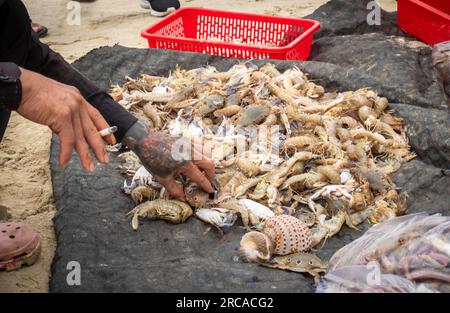 Ein vietnamesischer Fischer mit tätowierter Hand, der eine Zigarette in der Hand hält, sortiert frisch Gefangene Krabben und Garnelen am Strand von My Khe, Son Tra, Danan Stockfoto