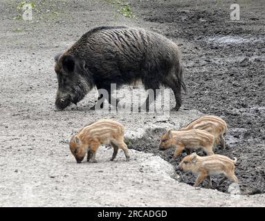 Ein weibliches Wildschwein und vier Boarlets. Eine Sau und Ferkel, die Teil eines Echolots sind. Stockfoto