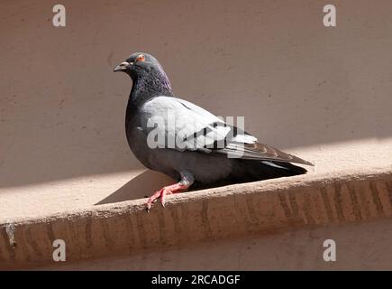 Eine Feraltaube (Columba livia domestica) sitzt an einem Rand mit einem schönen beigen Wandhintergrund Stockfoto