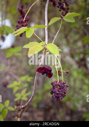 Tendril einer schönen Akebia-Quinata mit dunkelroten Blüten. Der Hintergrund ist unscharf. Andere Namen dieses Kriechers sind Schokoladenrebe, fünfblättrige Schokolade Stockfoto