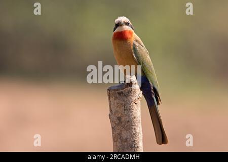 White-fronted Bienenfresser Stockfoto