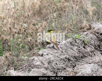 Westlicher Gelbschwanz, Schafstelze, Bergeronnette printanière, Motacilla flava, sárga billegető, Hortobágy, Ungarn, Magyarország, Europa Stockfoto