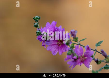 Violette Schwarzmilchblüten (Malva neglecta) mit unscharfem Hintergrund. Stockfoto