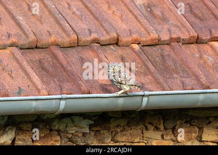 Eine kleine Eule (Athene noctua) hoch oben auf einer Scheunenrinne mit gefliestem Dachhintergrund. Stockfoto