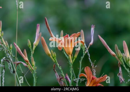Orangefarbene Tageslilien (Hemerocallis fulva) mit verschwommenem Hintergrund. Stockfoto