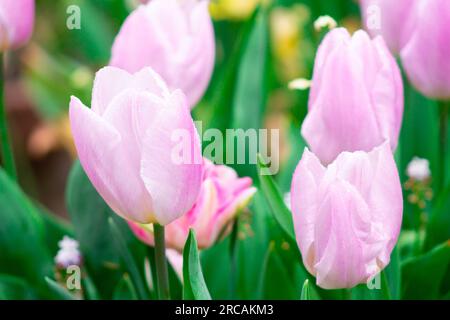Tulpe. Schöner Blumenstrauß Tulpen. Bunte Tulpen. Tulpen im Frühling, bunte Tulpe Stockfoto