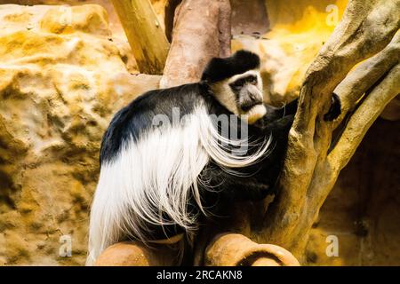 Schwarz-weißer Stummelaffe im Zoo. Stockfoto