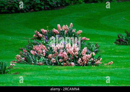 Blumenbeet im Garten mit Hyazinthen und Iris Stockfoto