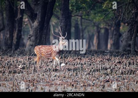 Fleckhirsche oder Hirsche sind die am häufigsten einheimische Hirschart im indischen Subkontinent. Dieses Foto wurde von Sundarbans gemacht. Stockfoto