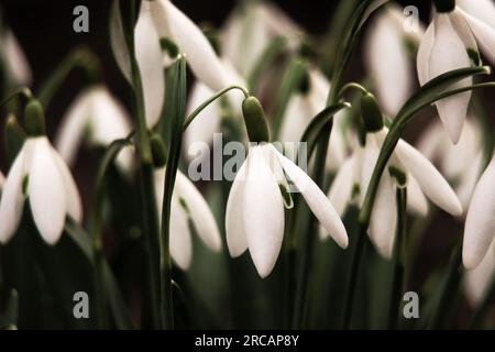 Große Wiese mit Frühlingsschneeblumen Nahaufnahme, weicher Fokus. Stockfoto