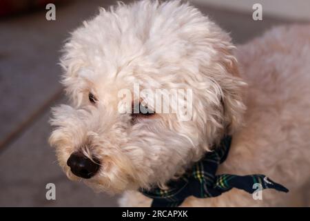 Golden Doodle beobachtet den Sonnenuntergang Stockfoto