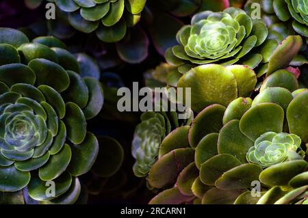Nahaufnahme von Tree Aeonium, The Eden Project, Cornwall, England, Großbritannien Stockfoto