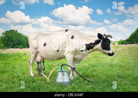 Eine Kuh auf einer grünen Sommerwiese melken. Vieh gräbt auf dem Feld, Milchfarm Stockfoto