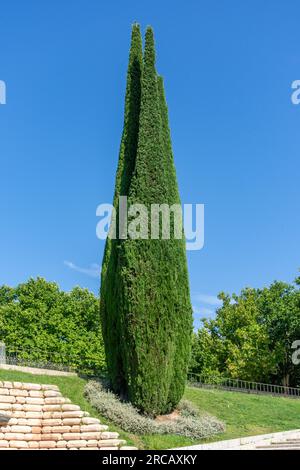 Mediterraner Zypressenbaum (Cupressus sempervirens) in Parque de la Montaña, Centro, Madrid, Königreich Spanien Stockfoto