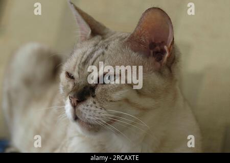 Porträt einer erwachsenen, weiblichen bengalischen Schneekatze Stockfoto