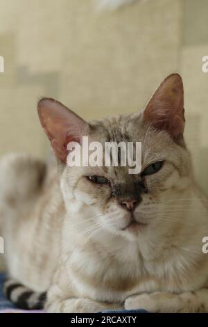 Porträt einer erwachsenen bengalischen Schneekatze, die in die Kamera schaut Stockfoto