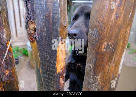 Schwarzer Hund in einem Käfig. Ein aggressiver Hund hinter einem Holzzaun. Der Hund sieht traurig aus Stockfoto