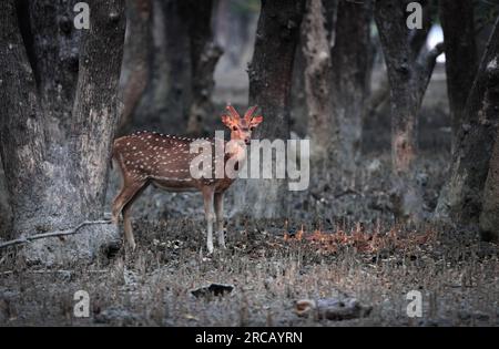 Fleckhirsche oder Hirsche sind die am häufigsten einheimische Hirschart im indischen Subkontinent. Dieses Foto wurde von Sundarbans gemacht. Stockfoto