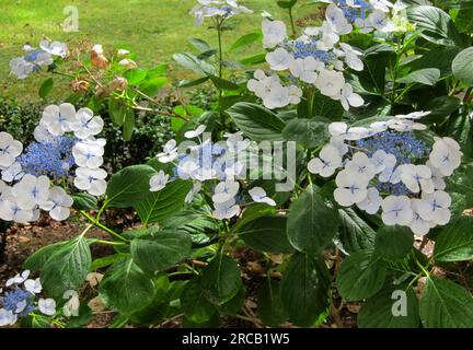 Holiday Inn, Flughafen Auckland, Neuseeland Stockfoto