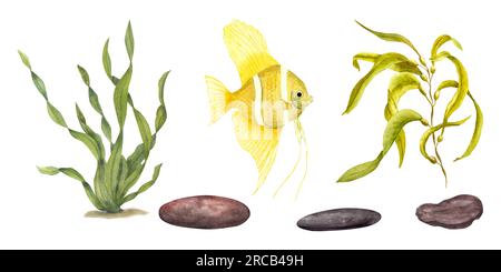 Set aus marinebrünen Laminarien, gelben Fischen, Unterwasserfelsen. Uber die Zusammensetzung der Engelsfische, auf weißem Hintergrund isolierte Algen. Aquarelldarstellung Stockfoto