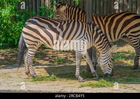 Plains Zebra, equus quagga, equus burchellii, gewöhnliches Zebra. Ein Zebra steht unter dem Baldachin und knabbert im Zoo auf dem Gras Stockfoto