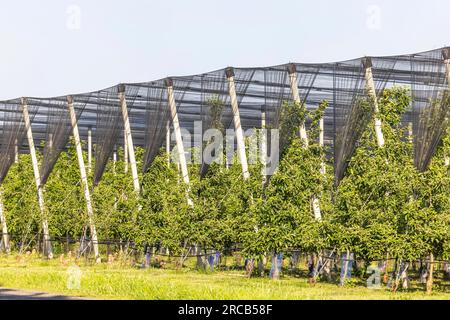 Das Heilbronner-Land ist ein wichtiges Anbaugebiet für Apfel- und andere Obstsorten, Schutznetz gegen Hagel, Neckarwestheim Stockfoto