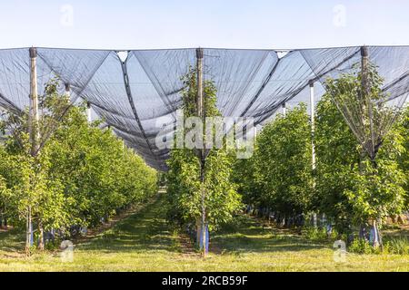 Das Heilbronner-Land ist ein wichtiges Anbaugebiet für Apfel- und andere Obstsorten, Schutznetz gegen Hagel, Neckarwestheim Stockfoto