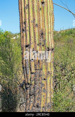 Gereifter und beschädigter Kofferraum eines Saguaro Cactus im Saguaro-Nationalpark in Arizona Stockfoto