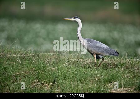 Graureiher (Ardea cinerea), Emsland, Niedersachsen, Deutschland Stockfoto