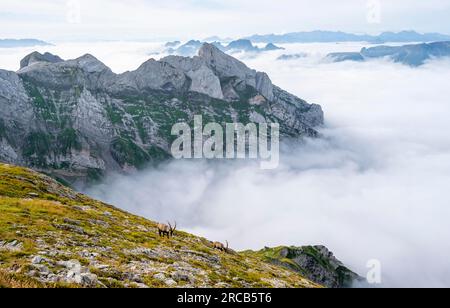 Ibeches über dem Wolkenmeer auf der Saentis, Blick auf Berggipfel, Nebel, Appenzell Ausserrhoden, Appenzell Alpen, Schweiz Stockfoto