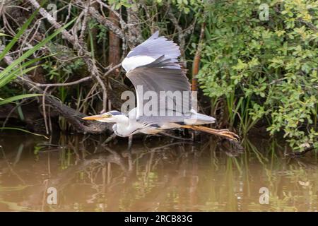 Graureiher startet von Lake, Margam Park, Port Talbot, Wales. Stockfoto