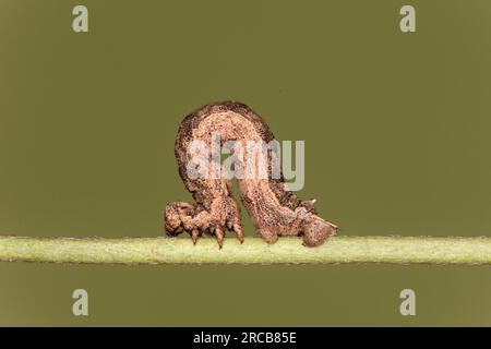 Caterpillar von der Geometer Motte Gnophos furvata, Wallis, Schweiz Stockfoto