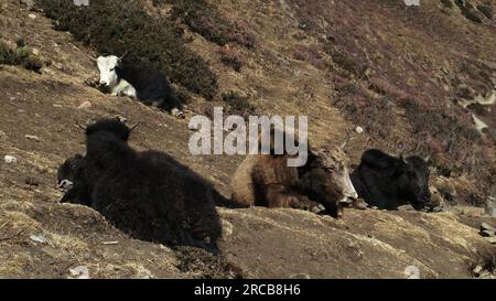 Eine Herde Yaks ruht auf einer Wiese im Himalaya Stockfoto