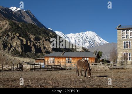 Weidendes Maultier in Manang, Blick auf den Tilicho Peak Stockfoto