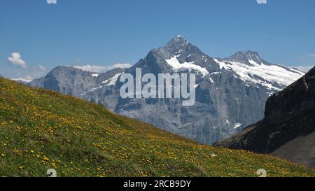 Schreckhorn und Wiese mit gelben Wildblumen, Sommerszene in Grindelwald Stockfoto