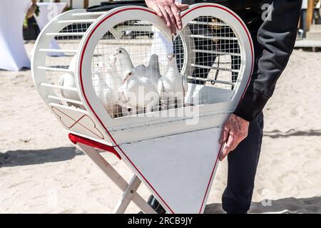 Die Hochzeit lässt weiße Tauben an einem sonnigen Tag in einem Käfig frei. Stockfoto