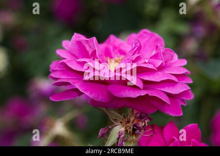 Leuchtend pinkfarbenes Sommermoos mit halbdoppelter Rosenblüte von Rosa Henri Martin im britischen Garten June Stockfoto