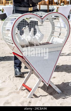 Die Hochzeit lässt weiße Tauben an einem sonnigen Tag in einem Käfig frei. Stockfoto