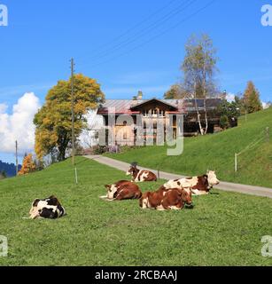 Ruhende Herde Kühe, Herbst-Szene in den Schweizer Alpen Stockfoto