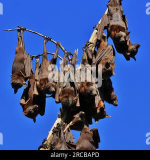 Flughunde, auch Flugfüchse genannt. Große Fledermäuse leben in Australien Stockfoto