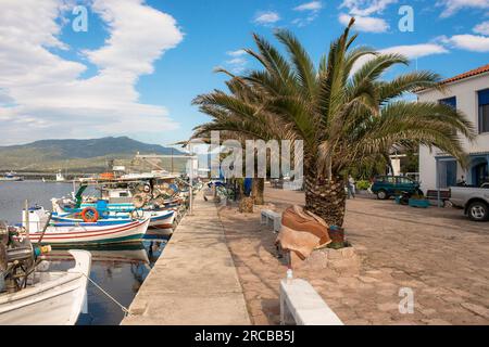 Date Palm (Phoenix dactylifera ) am Kai im Hafen von Skala Kalloni, Lesbos, Griechenland Stockfoto