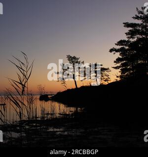 Silhouetten von Bäumen und Pflanzen, die am Ufer des Lake Vanern wachsen Stockfoto
